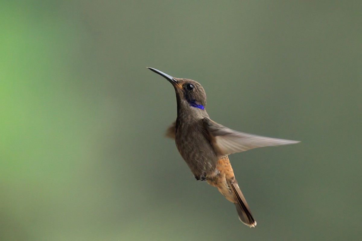 Бурый фиалкоух - ML644145948