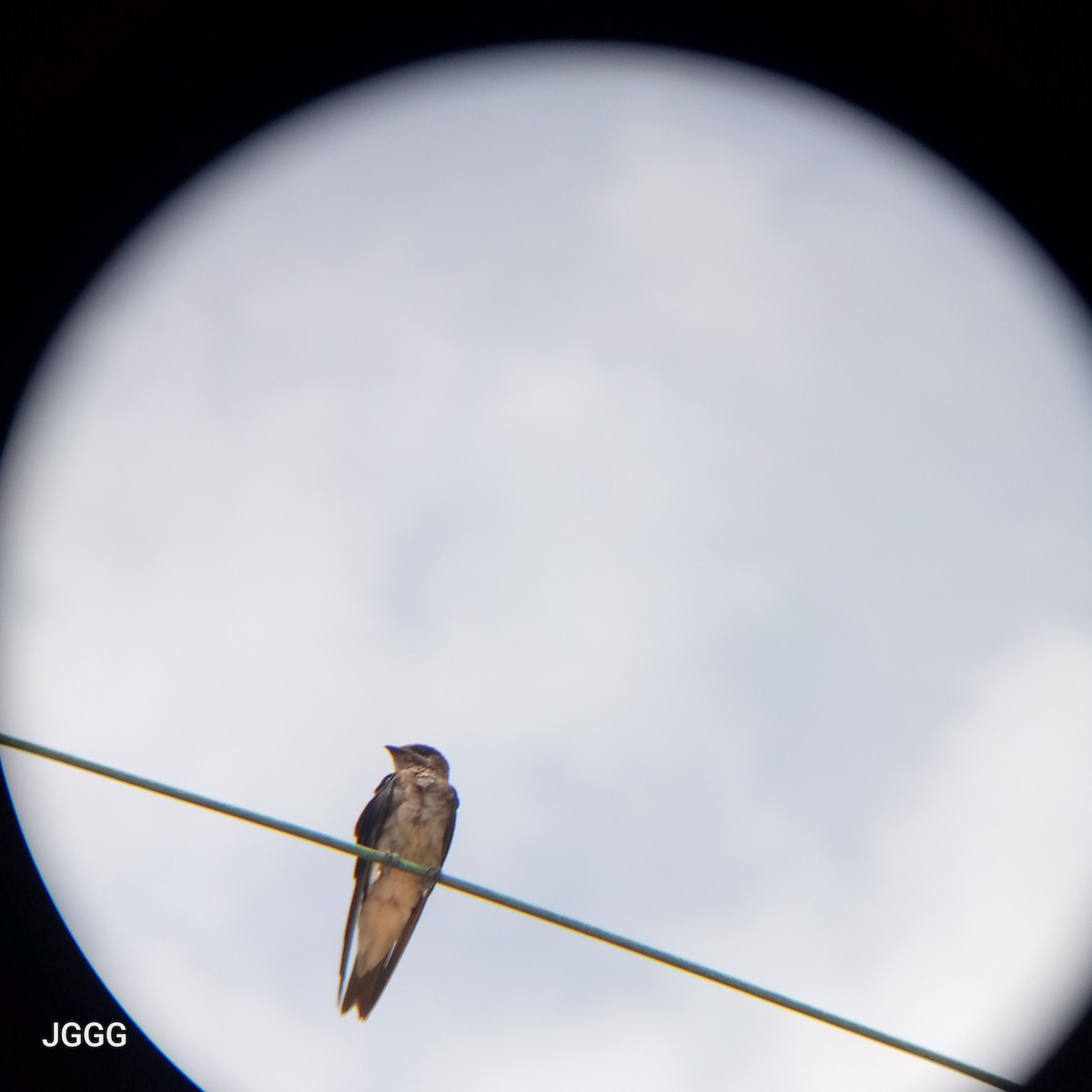 Gray-breasted Martin - ML644145953