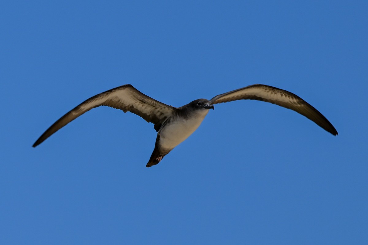 Wedge-tailed Shearwater - ML644145966