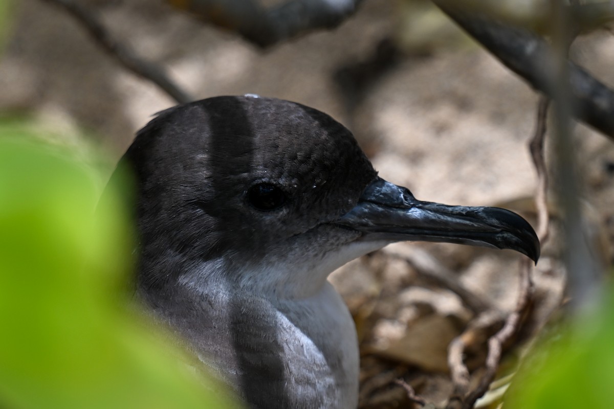 Wedge-tailed Shearwater - ML644145968