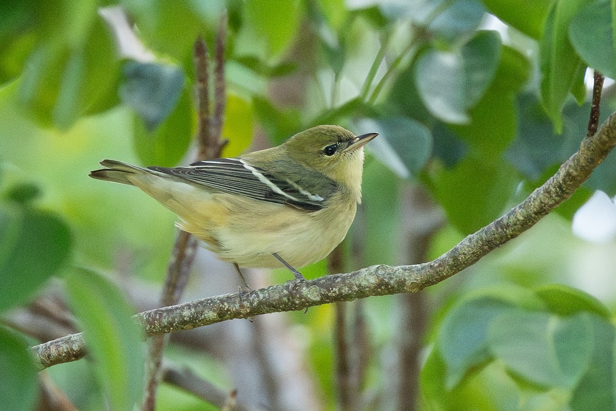 Bay-breasted Warbler - ML644145969