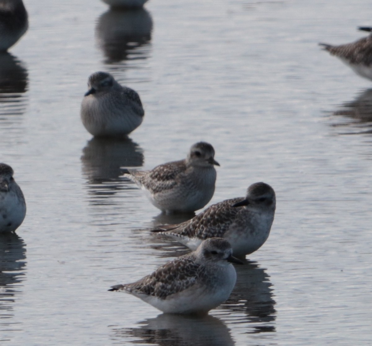 American Golden-Plover - ML644145970