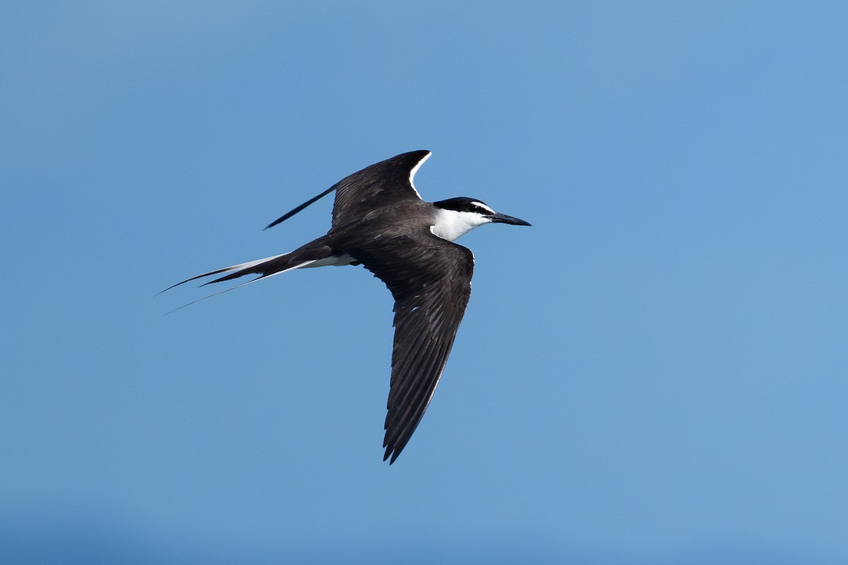 Sterne bridée - ML644145982