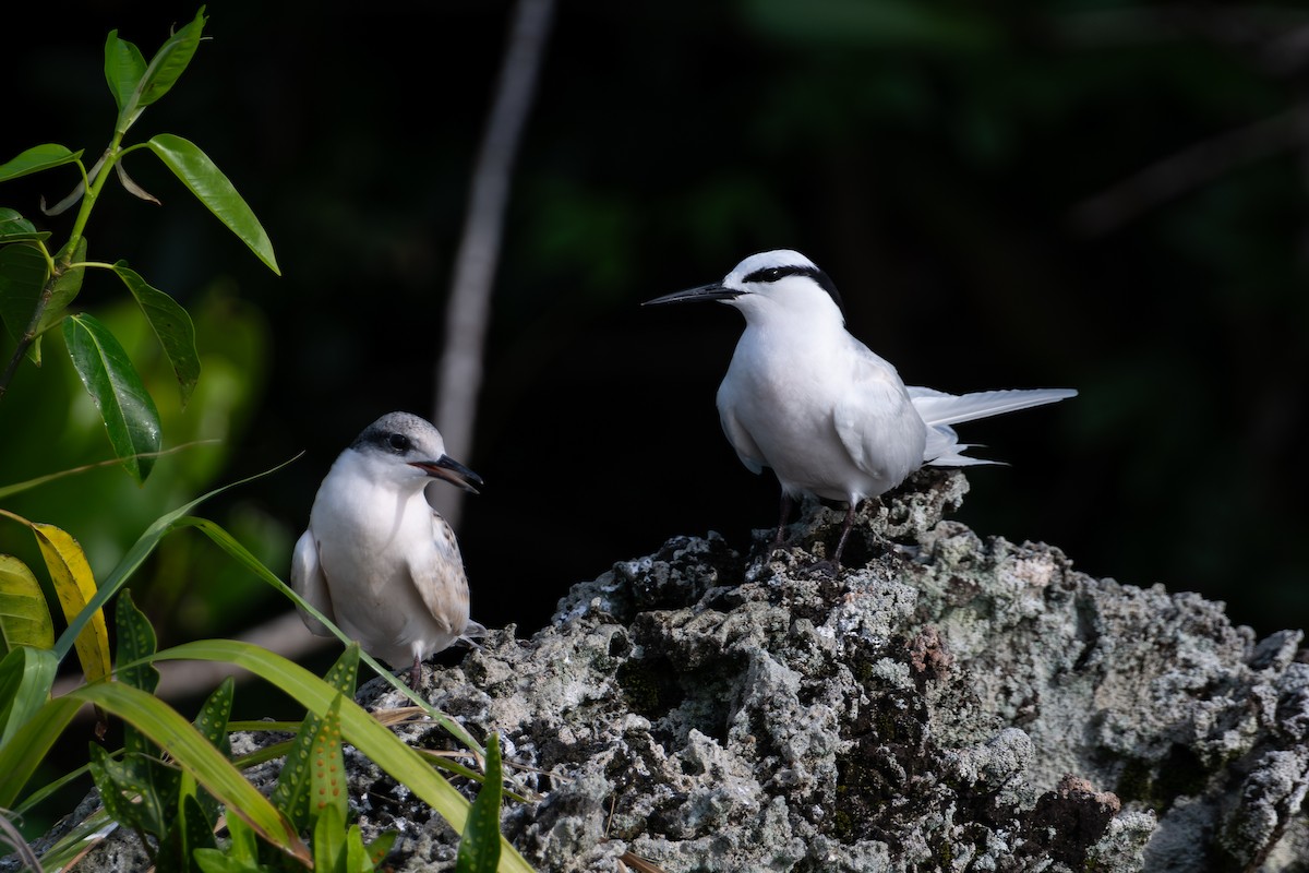 Black-naped Tern - ML644145983