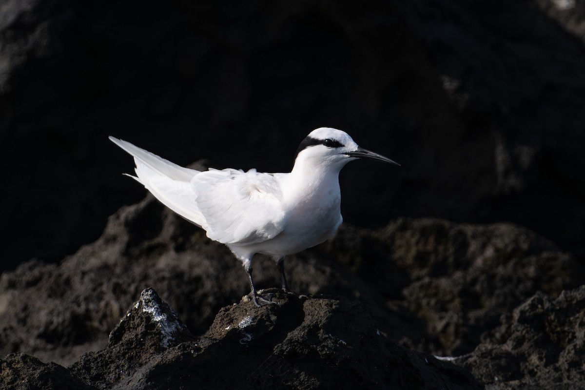 Black-naped Tern - ML644145985