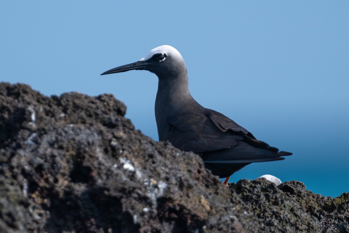 ヒメクロアジサシ - ML644145986