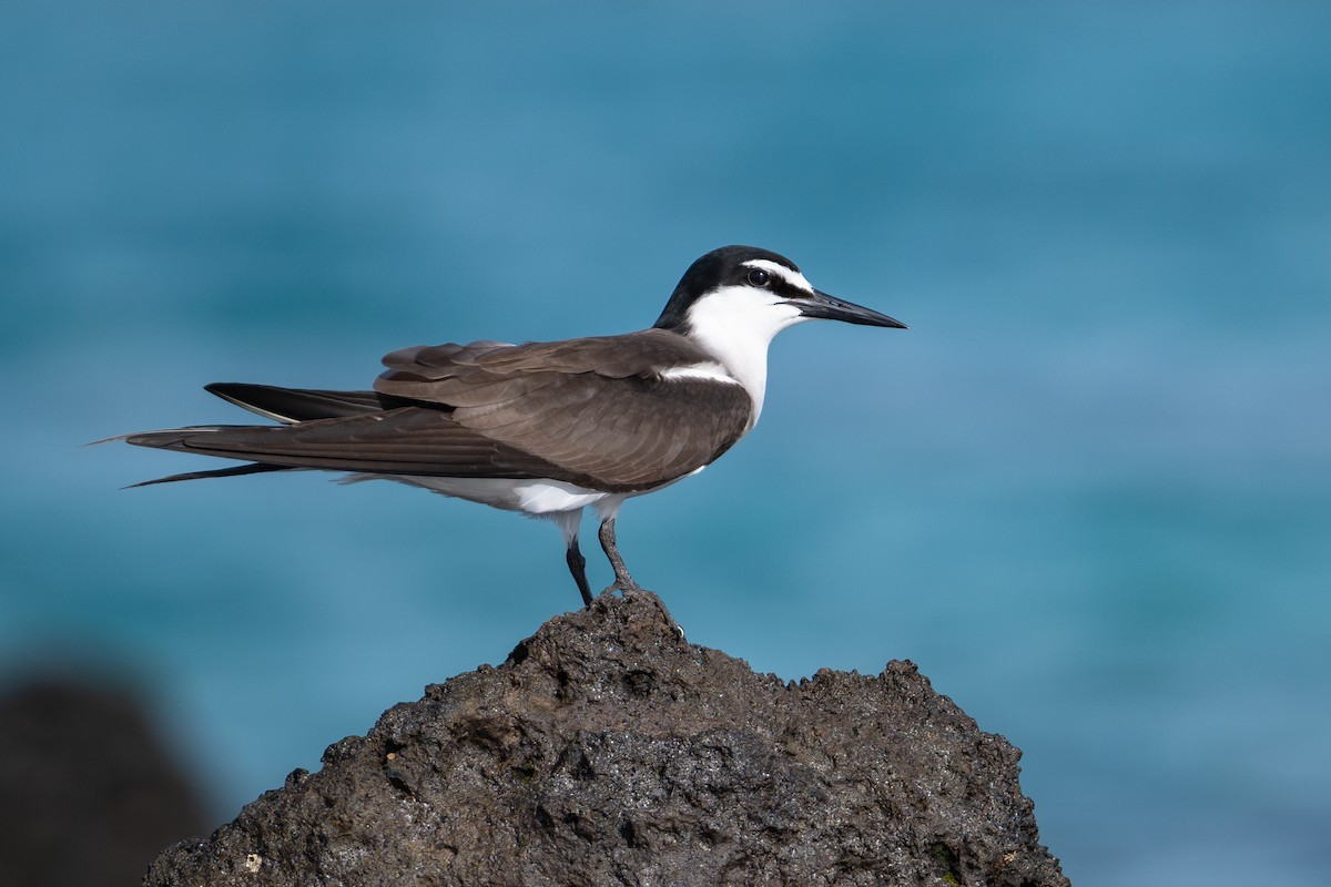 Sterne bridée - ML644145987