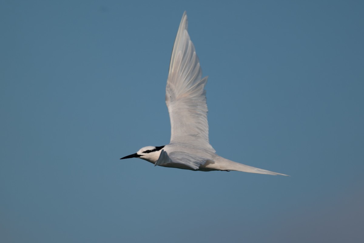 Black-naped Tern - ML644145990