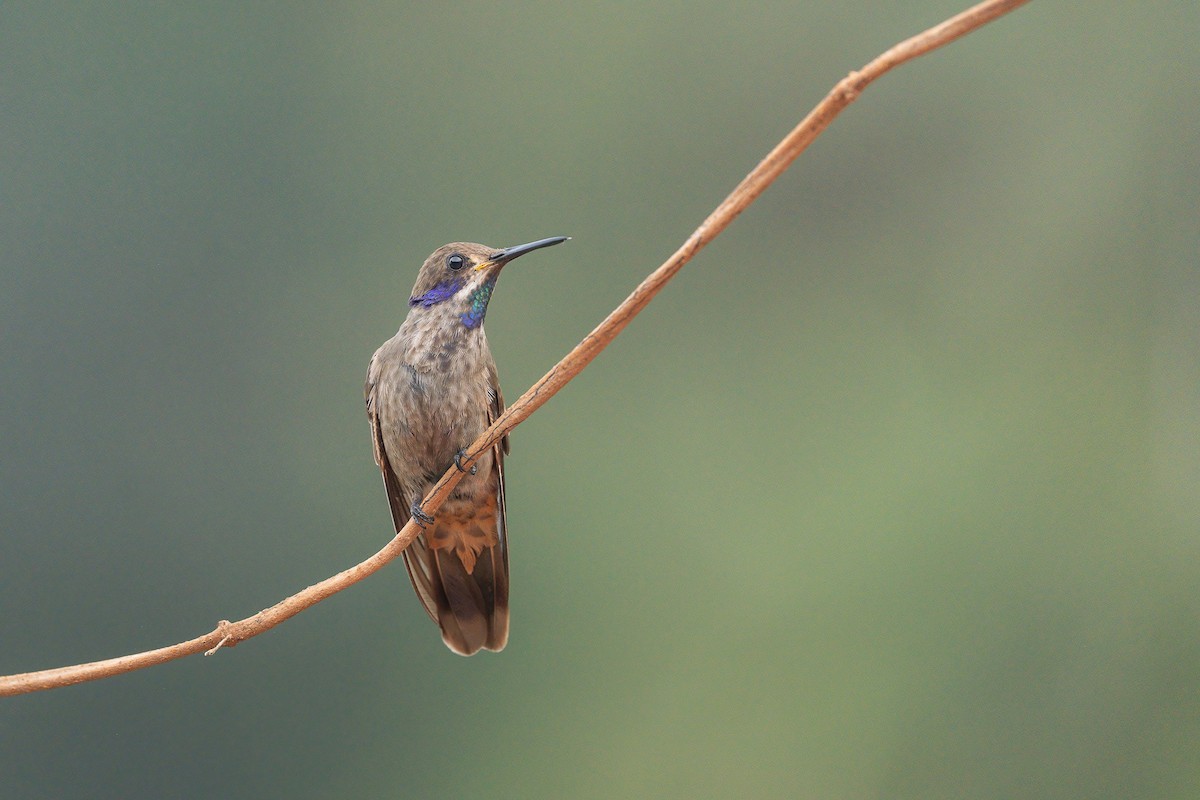 Бурый фиалкоух - ML644145994