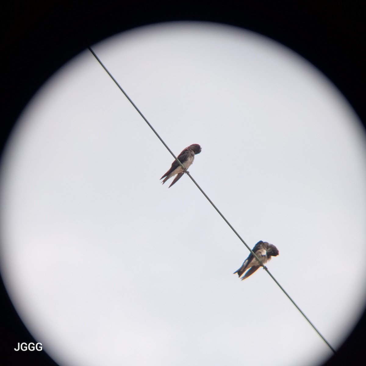 Gray-breasted Martin - ML644145995