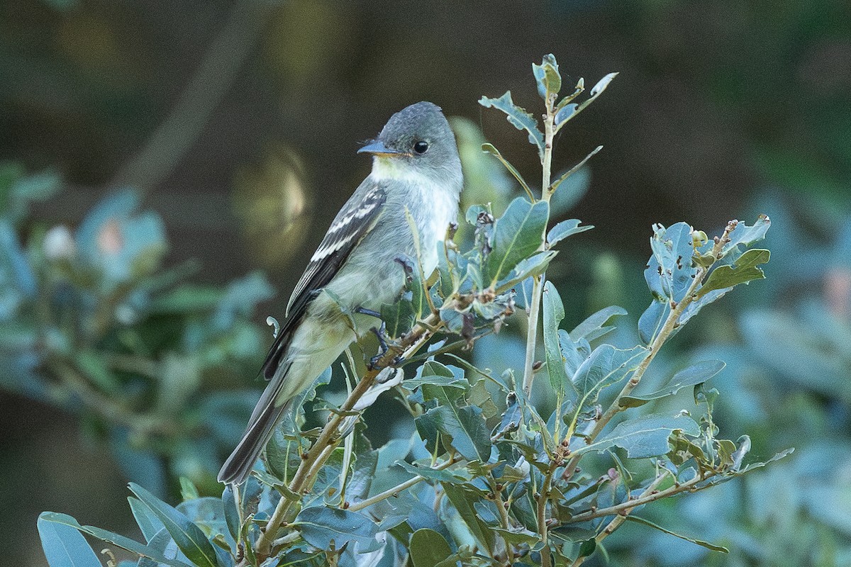 Eastern Wood-Pewee - ML644146010