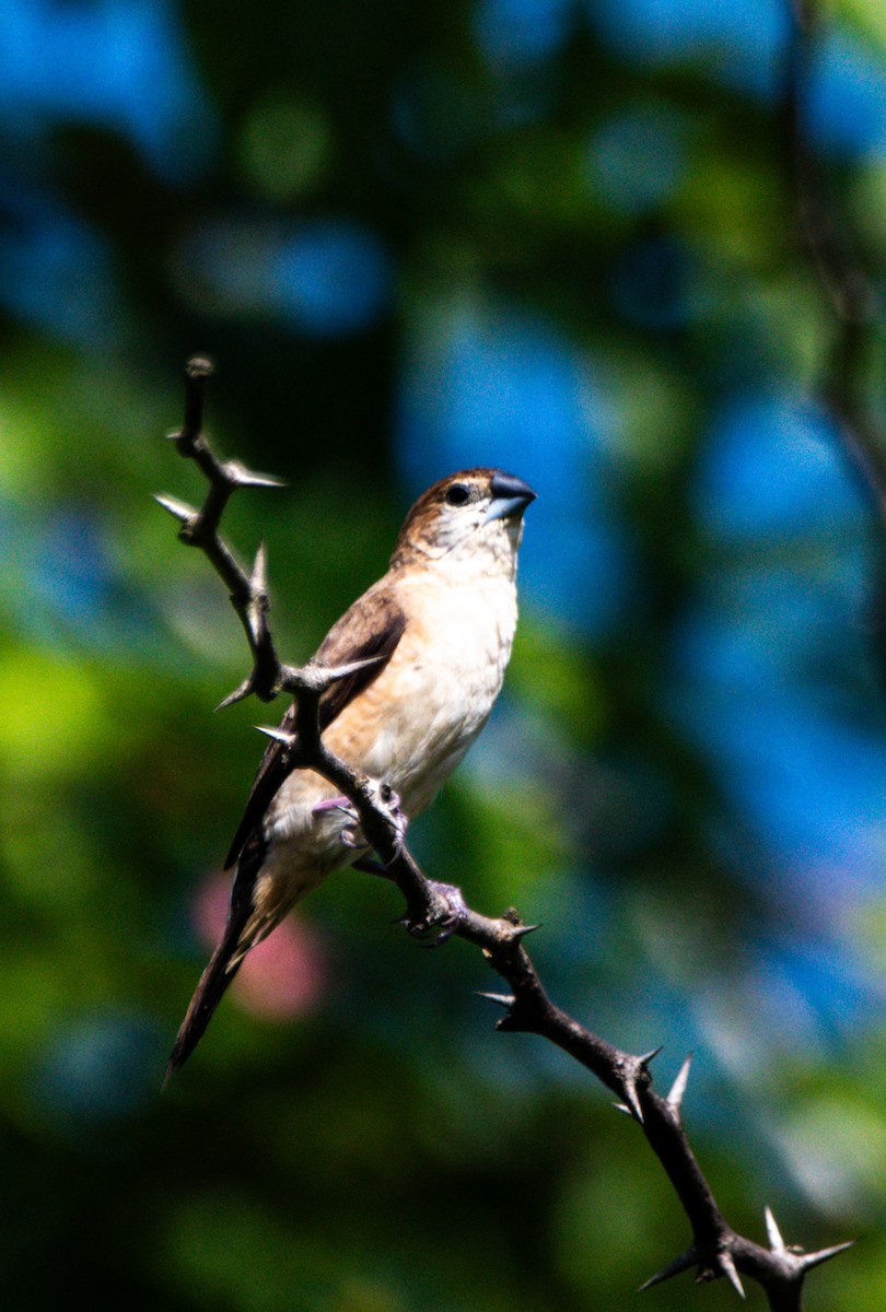 Indian Silverbill - ML644146012