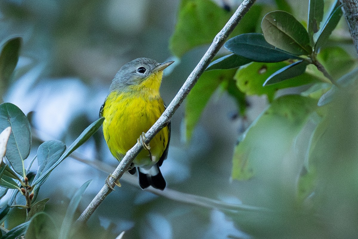 Magnolia Warbler - ML644146017