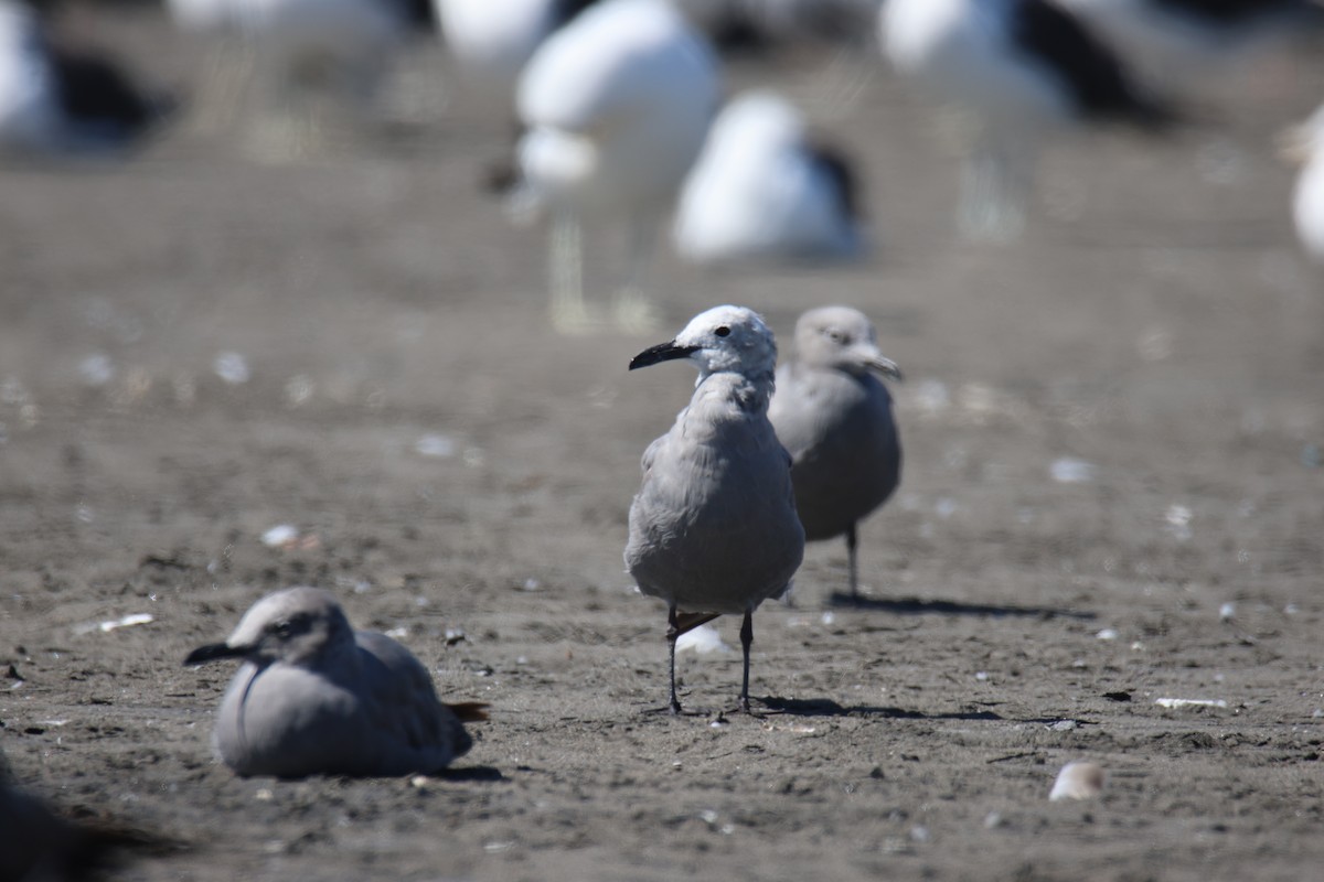 ハイイロカモメ - ML644146018