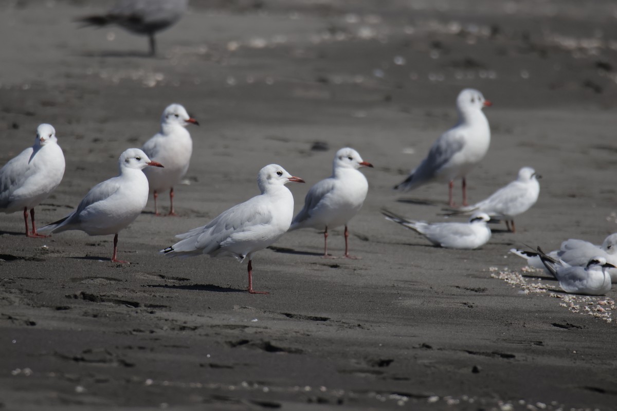 Brown-hooded Gull - ML644146019