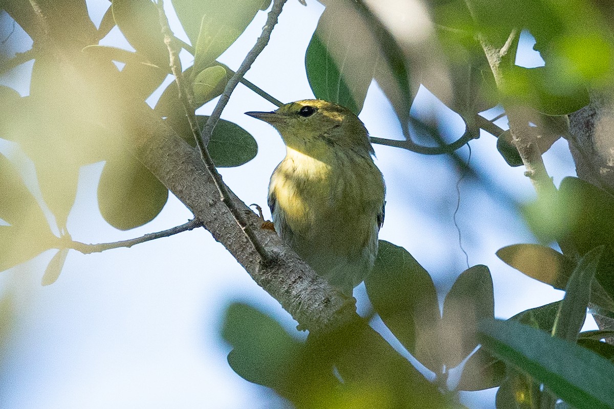 Blackpoll Warbler - ML644146020