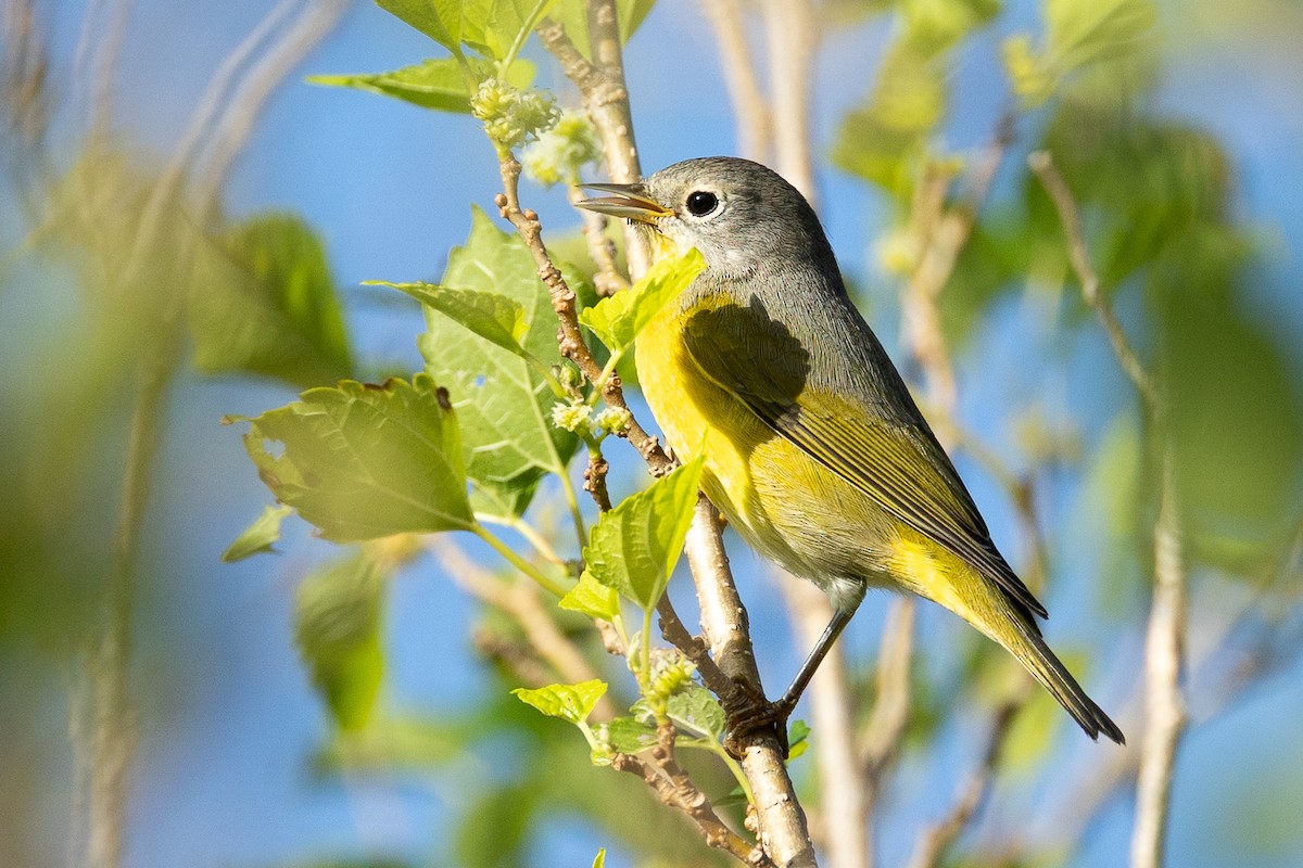 Nashville Warbler - ML644146031