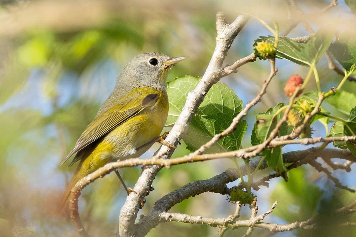 Nashville Warbler - ML644146034
