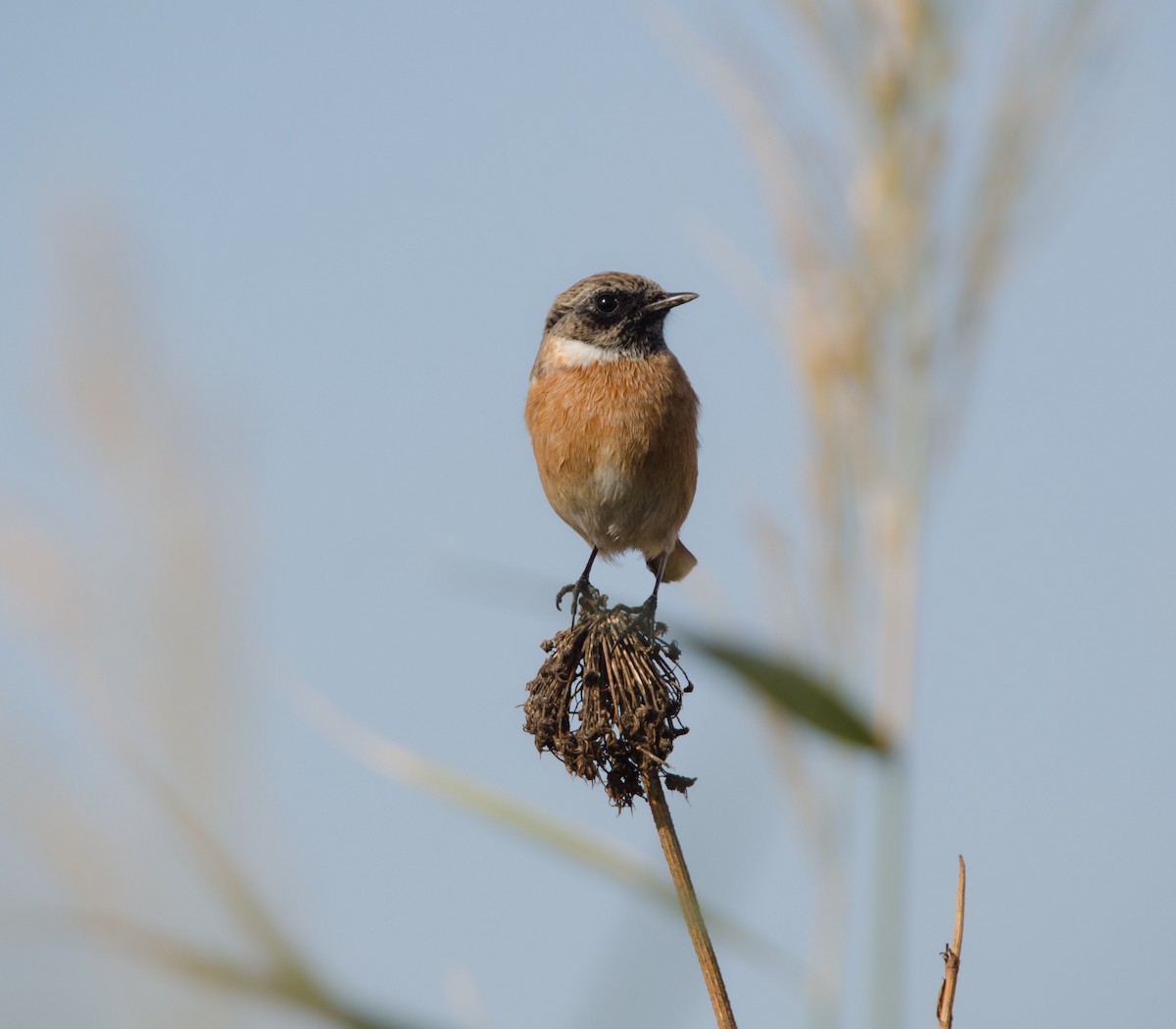 European Stonechat - ML644146035