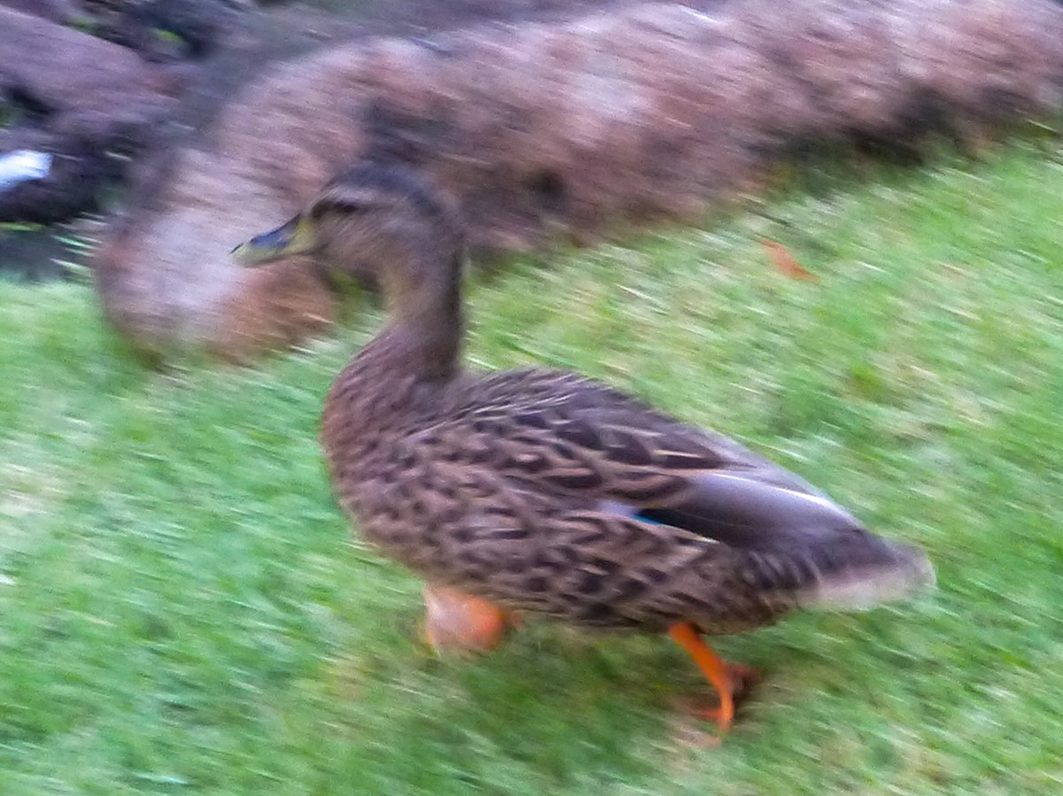 Hawaiian Duck x Mallard (hybrid) - ML644146050