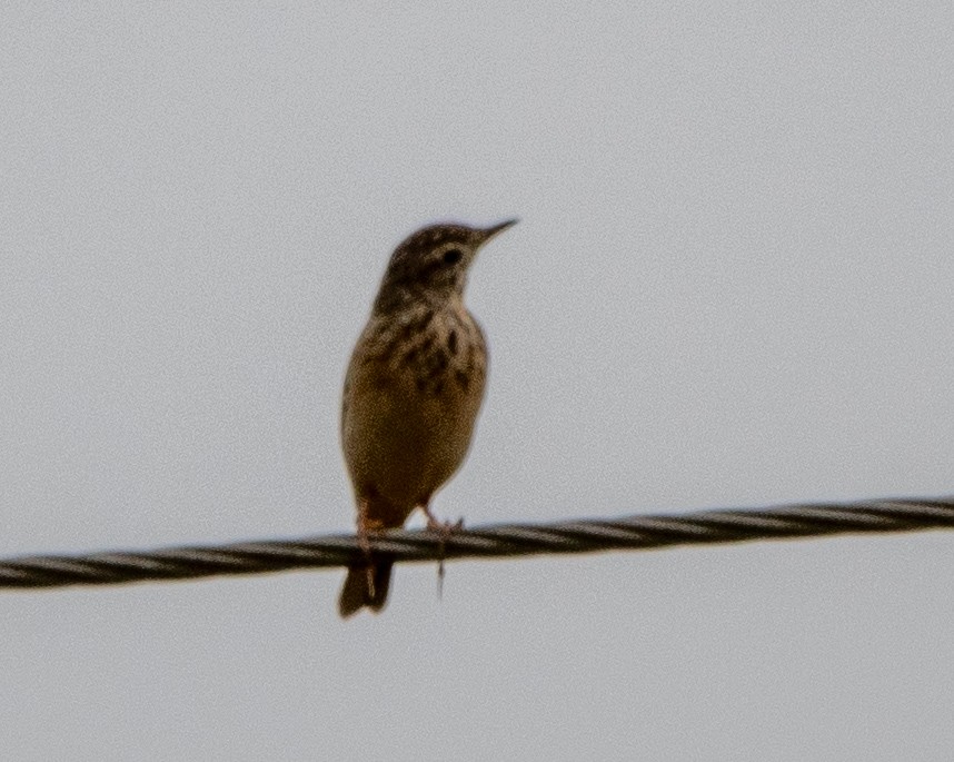Pipit des arbres - ML644146051