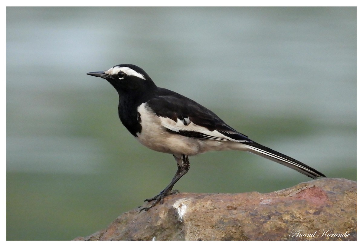 White-browed Wagtail - ML644146064
