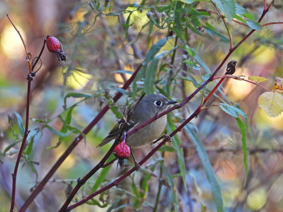 Ruby-crowned Kinglet - ML644146076