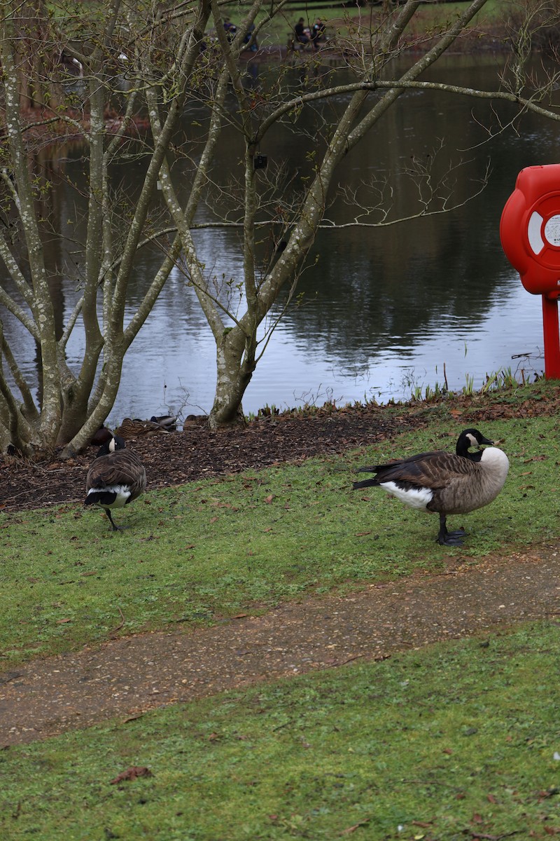 Canada Goose - ML644146078