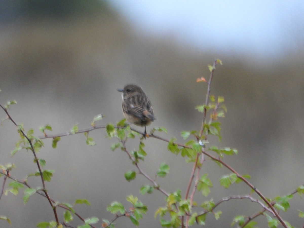European Stonechat - ML644146084