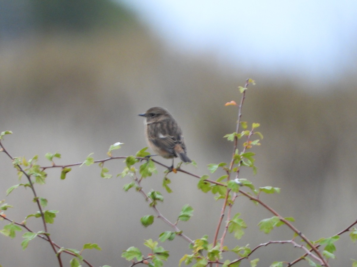European Stonechat - ML644146085