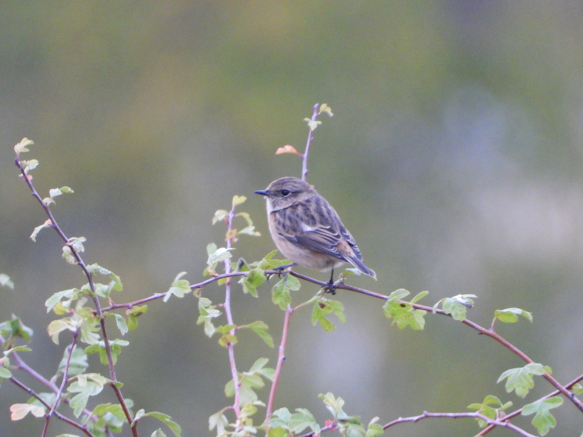European Stonechat - ML644146086