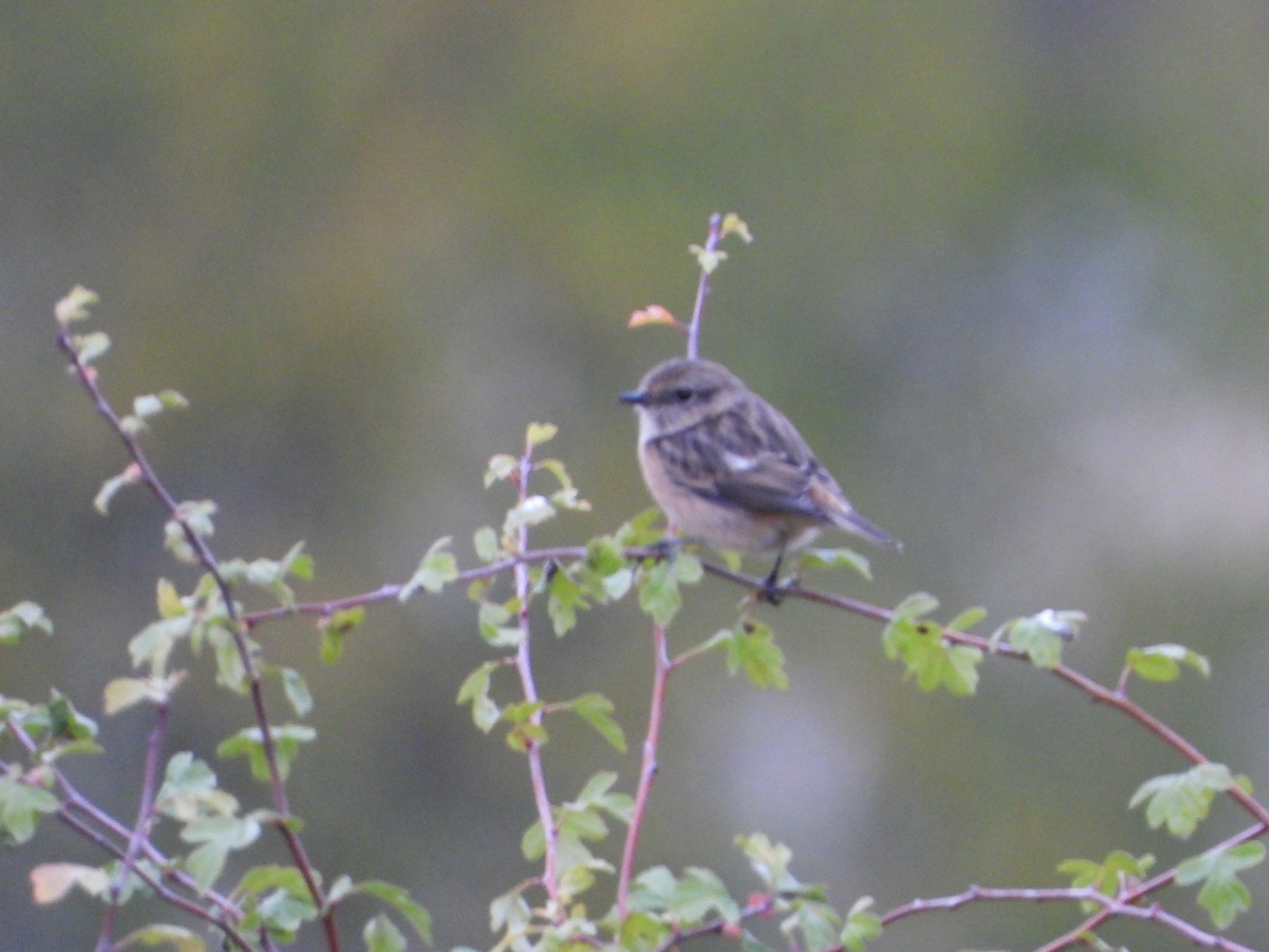 European Stonechat - ML644146088