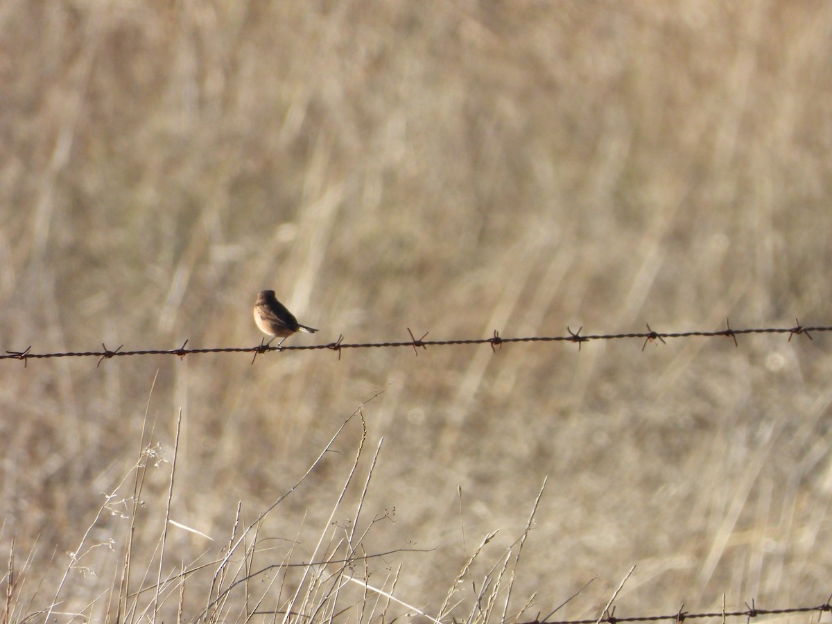 European Stonechat - ML644146089