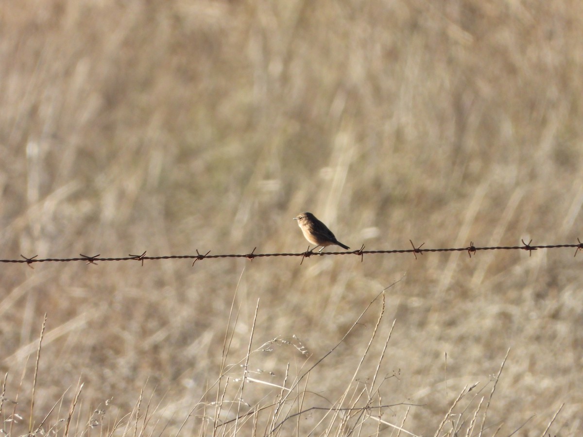 European Stonechat - ML644146090