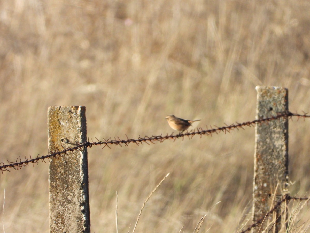 European Stonechat - ML644146091