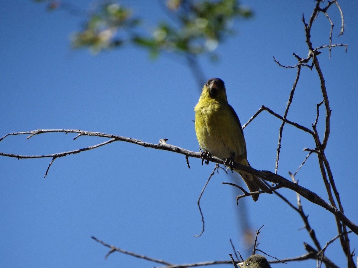 Black-chinned Siskin - ML644146106