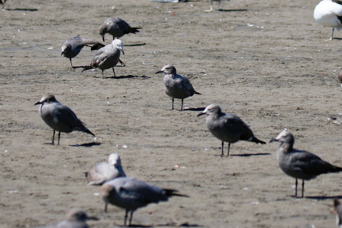 ハイイロカモメ - ML644146108