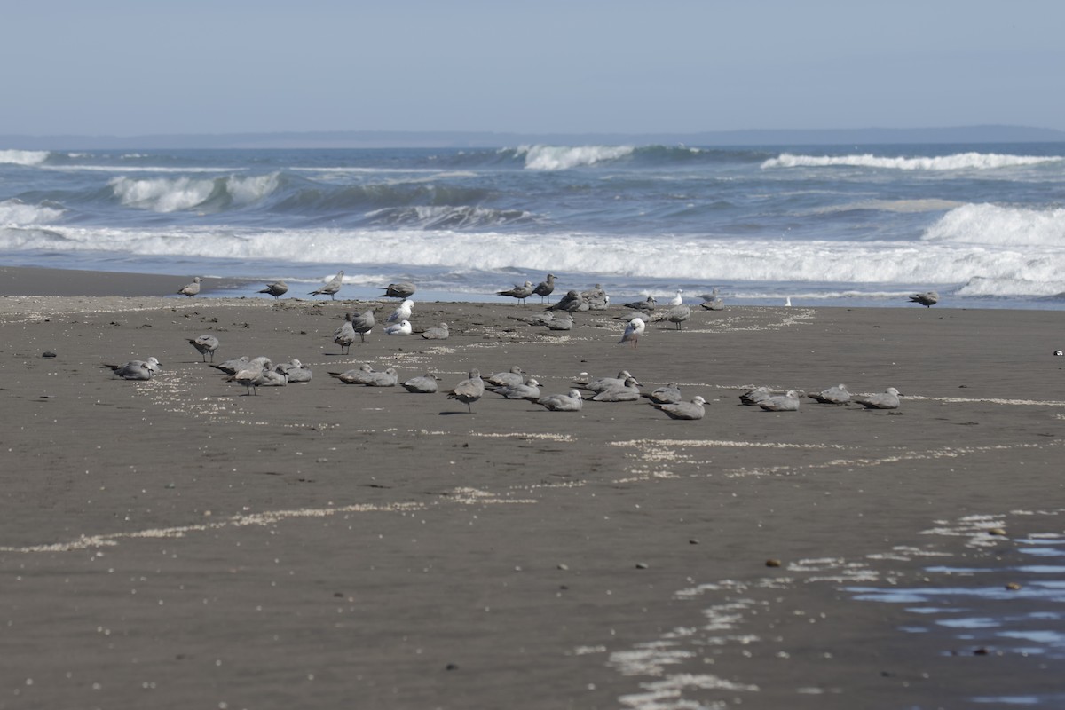 ハイイロカモメ - ML644146109