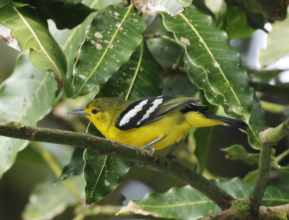 Common Iora - ML644146126