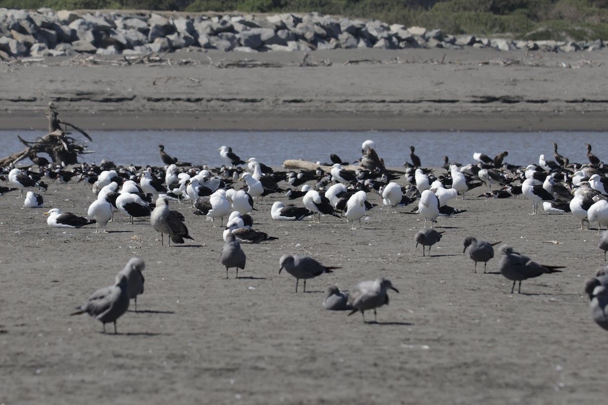 Kelp Gull - ML644146135