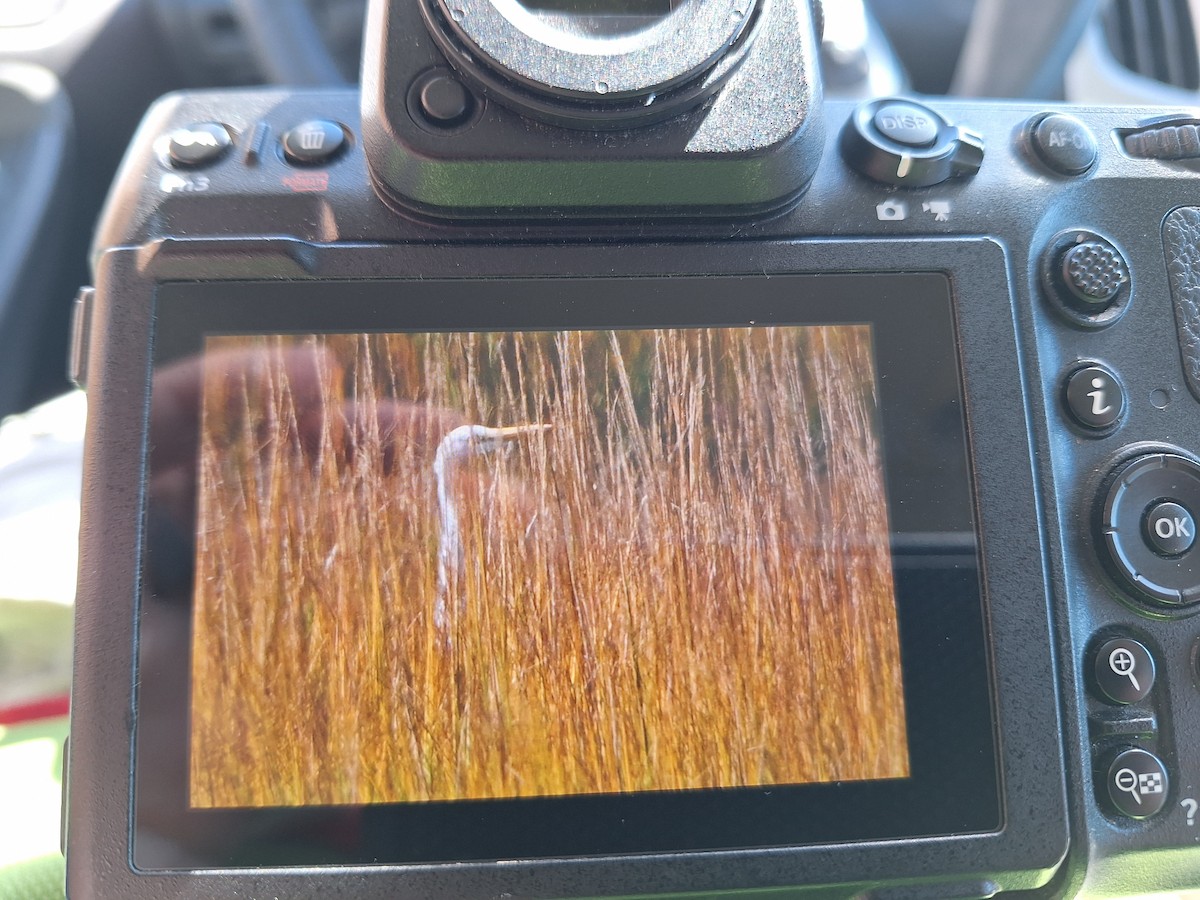 Great Egret - ML644146136