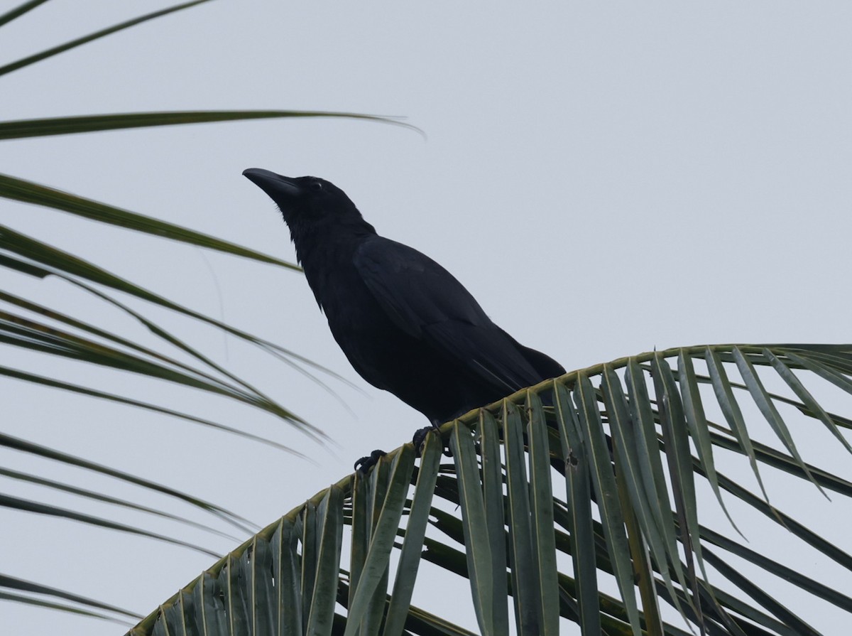 House Crow - ML644146138