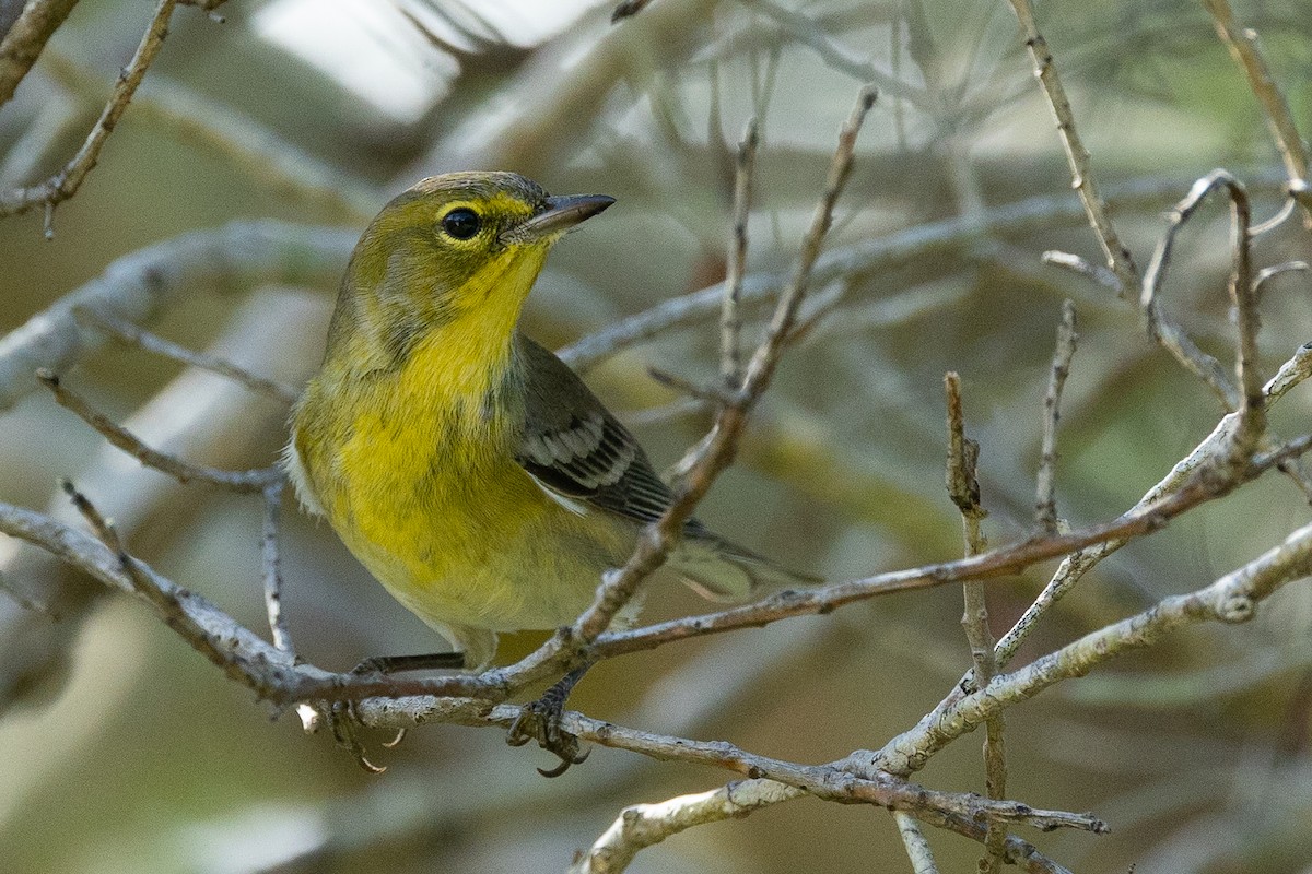Pine Warbler - ML644146139