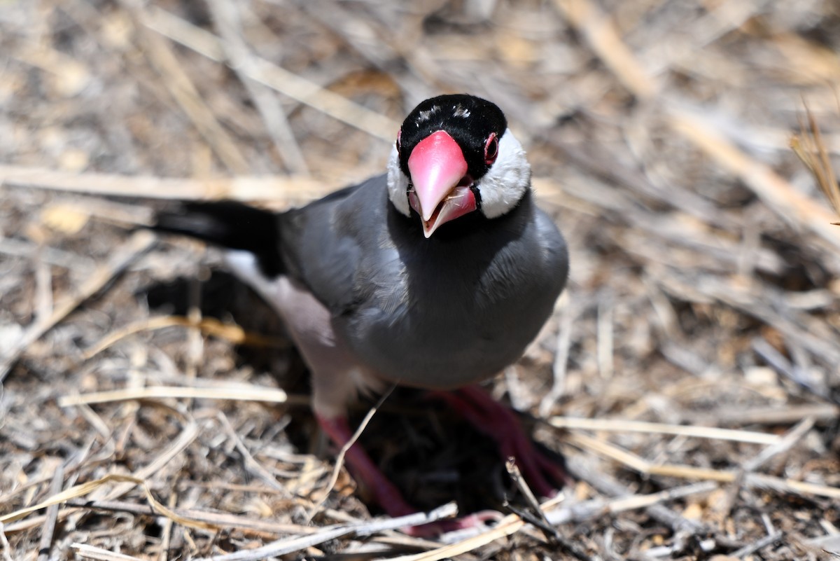 爪哇雀 - ML644146143