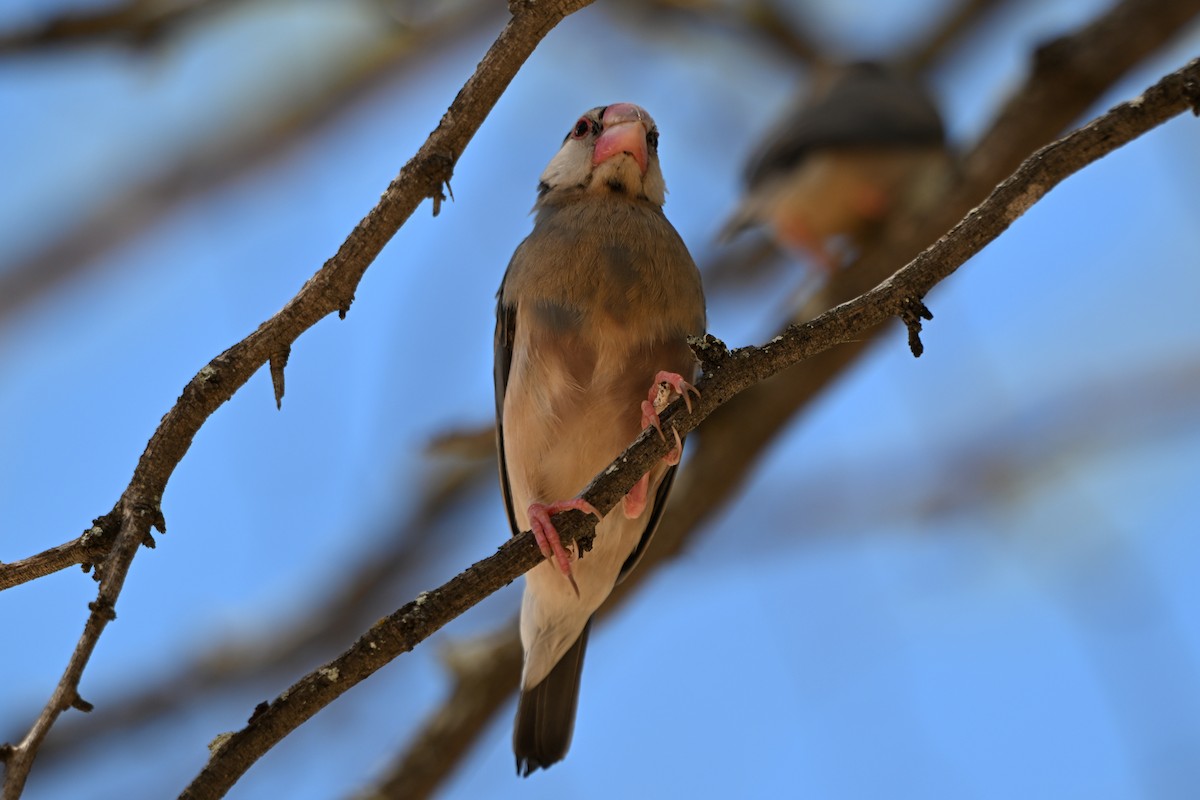 爪哇雀 - ML644146144