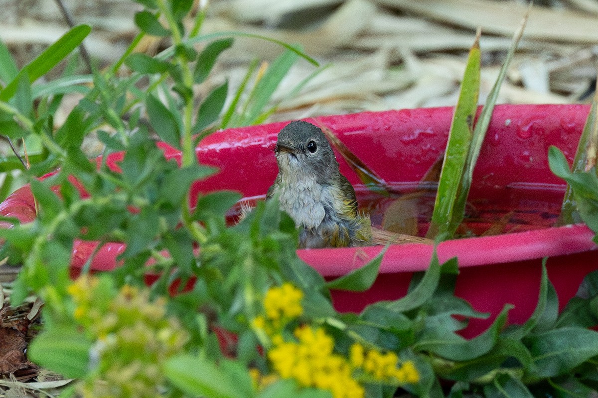 American Redstart - ML644146157