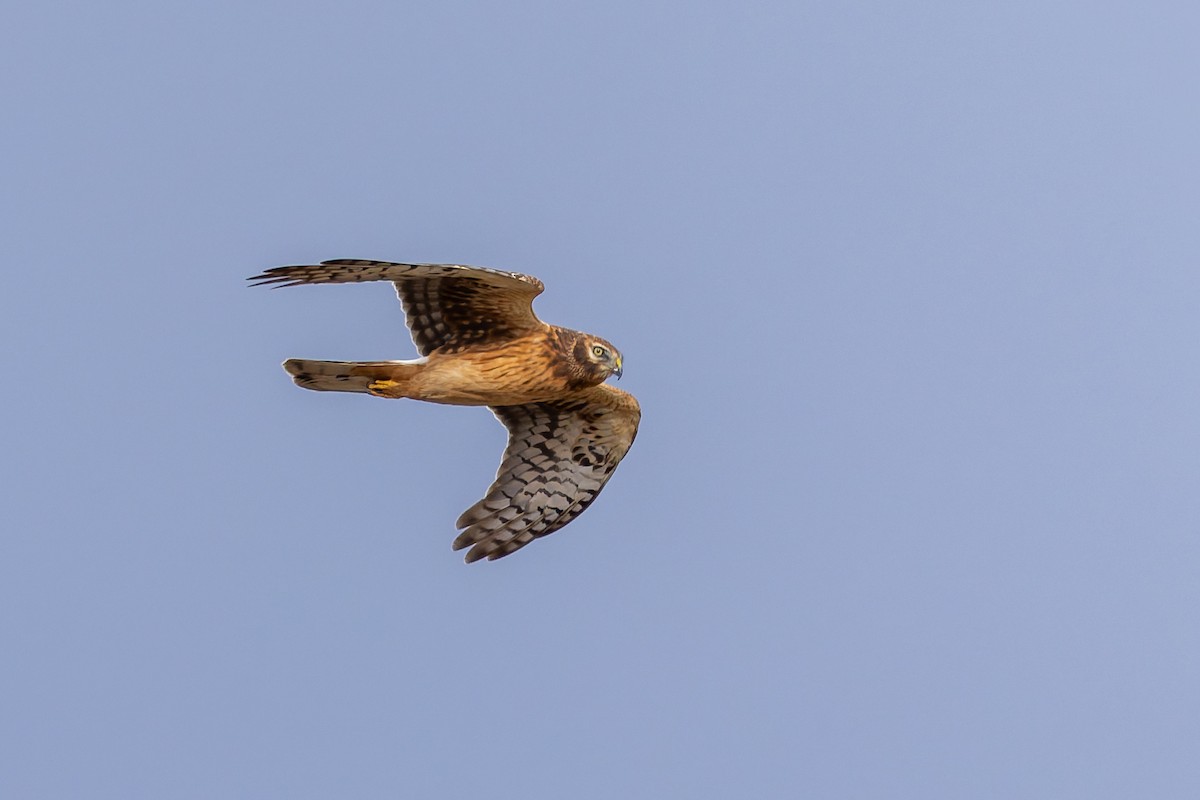 Northern Harrier - ML644146163