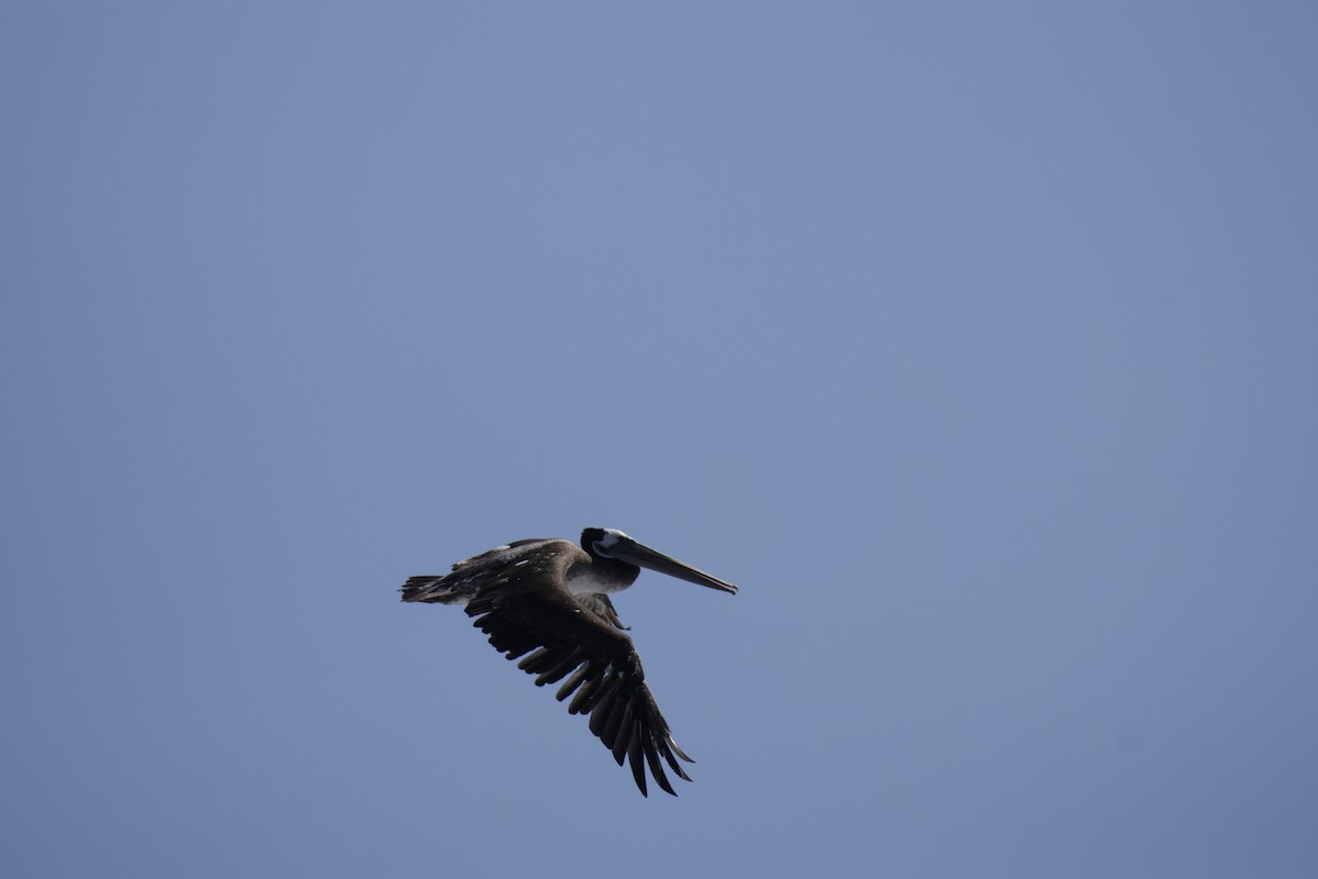 Peru Pelikanı - ML644146166