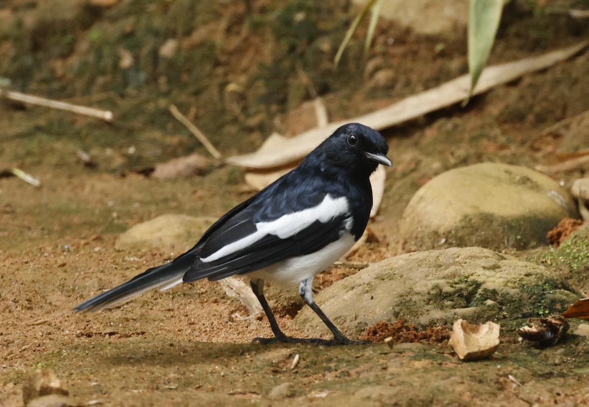 Oriental Magpie-Robin (Oriental) - ML644146174