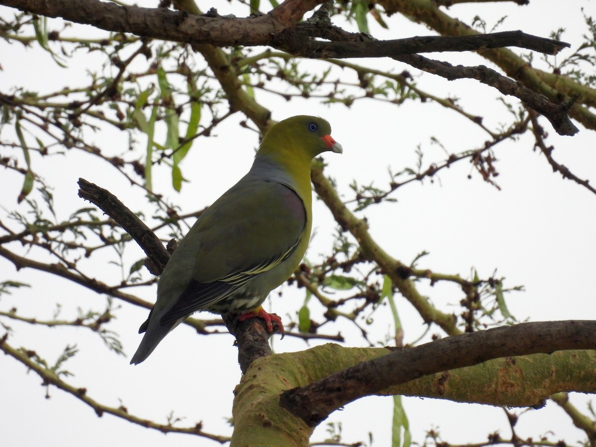 African Green-Pigeon - ML644146187